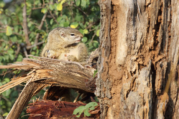 Ockerfußbuschhörnchen / Tree squirrel / Paraxerus Cepapi