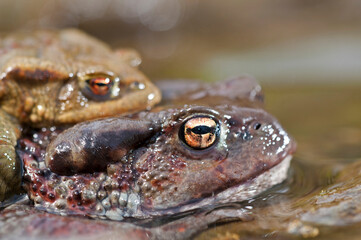 Common toad (Bufo bufo) mating couple in the Cinque Terre National Park, Italy.