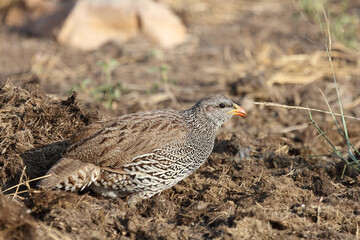 Natalfrankolin / Natal francolin / Francolinus natalensis.