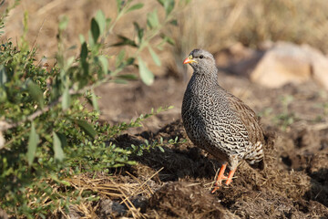 Natalfrankolin / Natal francolin / Francolinus natalensis.
