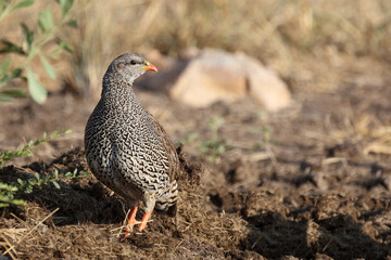 Natalfrankolin / Natal francolin / Francolinus natalensis.