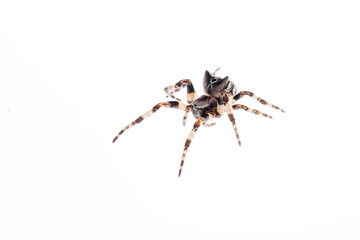 Gibbaranea omoeda (Orb-weaver spider) on white background, Italy.