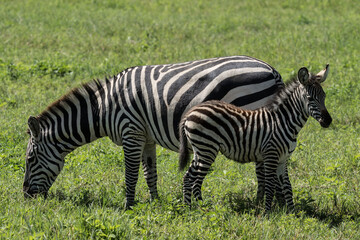 Fototapeta na wymiar Zebra portrait mother and baby in Tanazania