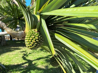 ビョウタコノキの実
