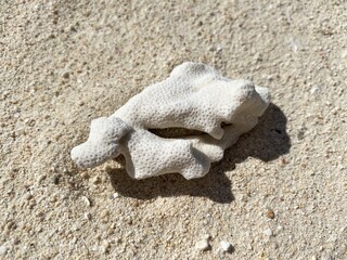 サンゴの死骸