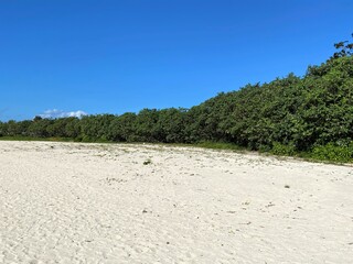 青空、林、砂浜