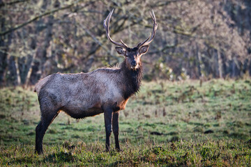 2020-11-28 A LARGE ROOSEVELT ELK STANDING IN A OPEN FIELD.