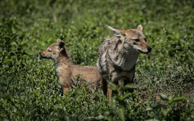 Tanzania Jackal with cub in Ngorongoro Crater
