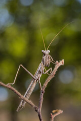 Mediterranean ground mantis (Ameles decolor), Apennine mountains, Italy.