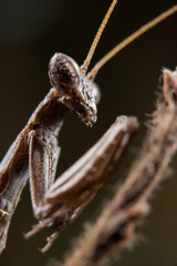 Mediterranean ground mantis (Ameles decolor), Apennine mountains, Italy.