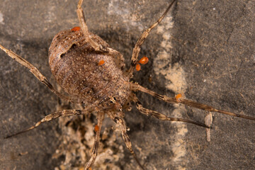 Mites on harvestman (Opiliones)