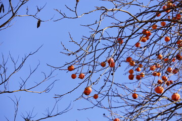 Enjoy the autum color leaves