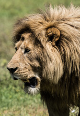 Lion wildlife portrait Tanzania Ngorongoro Crater
