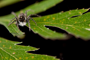 Jumping spider (Menemerus semilimbatus) on a leaf, Italy.