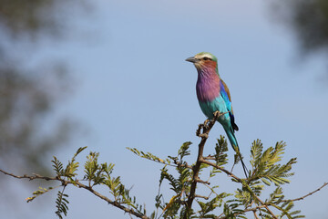 Gabelracke / Lilacbreasted Roller / Coracias caudata