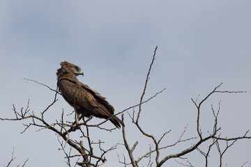 Einfarb-Schlangenadler / Brown snake-eagle / Circaetus cinereus