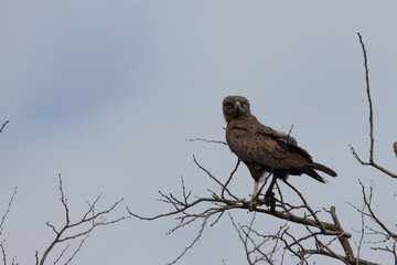 Einfarb-Schlangenadler / Brown snake-eagle / Circaetus cinereus