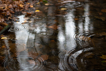 Circles on the surface of the water. Autumn puddle. 