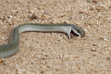 Afrikanische Baumschlange / Boomslang / Dispholidus typus.....