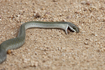 Afrikanische Baumschlange / Boomslang / Dispholidus typus.....