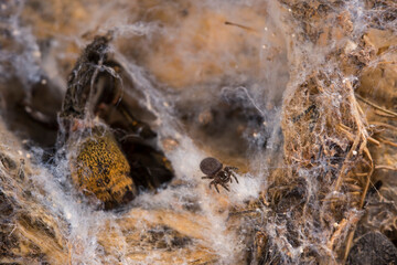 Eresus sp. juvenile with the rest of the mother