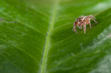 Jumping spider (Evarcha jucunda).