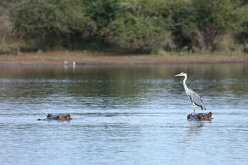 Flußpferd und Graureiher / Hippopotamus and Grey heron / Hippopotamus amphibius et Ardea cinerea