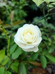 single yellow rose