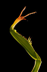 Raptorial leg of european common mantis (Mantis religiosa)