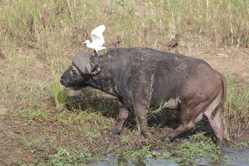 Kaffernbüffel und Kuhreiher / Buffalo and Cattle Egret / Syncerus caffer et Bubulcus ibis