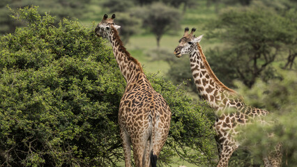 Giraffe couple feeding in game park safari Tanzania