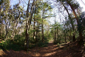 Enjoy the autum color leaves