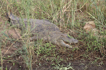Nilkrokodil / Nile Crocodile / Crocodylus Niloticus