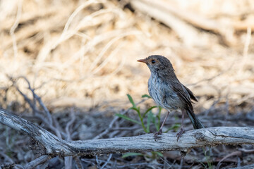 A wet female Splendid Fairywren (Malurus splendens) enjoying a bath.
