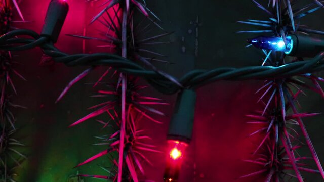 Christmas Lights on Barrel Cactus at Night in Scottsdale Arizona