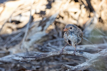 A wet female Splendid Fairywren (Malurus splendens) enjoying a bath.