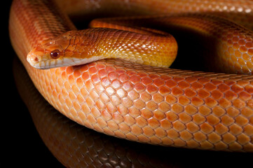 Corn snake (Pantherophis guttatus) on black background