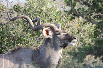 Großer Kudu / Greater Kudu / Tragelaphus strepsiceros.