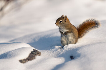 Fototapeta premium Squirrel in the snow in the quebec Grands-Jardins national park (SEPAQ), Quebec, Canada