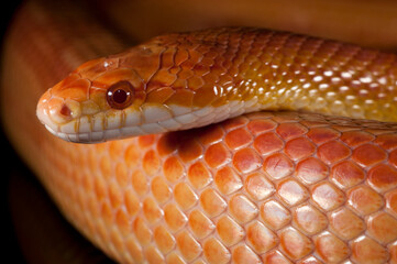 Corn snake (Pantherophis guttatus) on black background