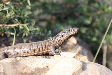 Felsen-Schildechse / Giant plated lizard / Gerrhosaurus validus
