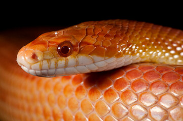 Corn snake (Pantherophis guttatus) on black background