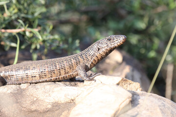 Felsen-Schildechse / Giant plated lizard / Gerrhosaurus validus