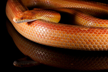 Corn snake (Pantherophis guttatus) on black background
