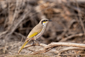 A medium-sized bird with an olive-brown back and pale grey underparts known as a Singing Honeyeater (Gavicalis virescens) perched on a branch.