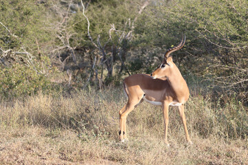 Schwarzfersenantilope / Impala / Aepyceros melampus
