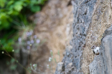 Eurasian crag martin (Ptyonoprogne rupestris), Liguria, Italy.