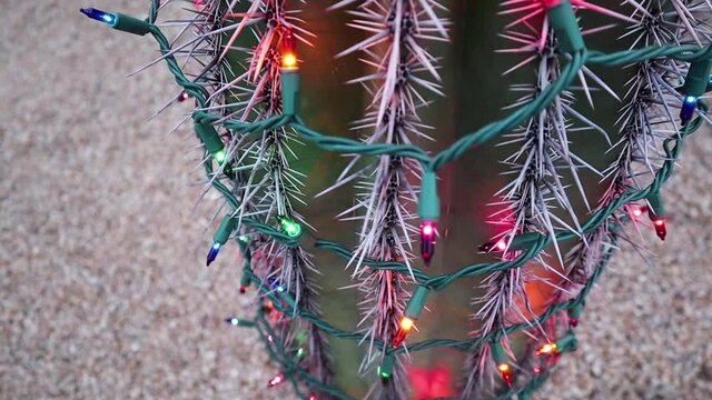 Christmas Lights on Cactus in Scottsdale Arizona