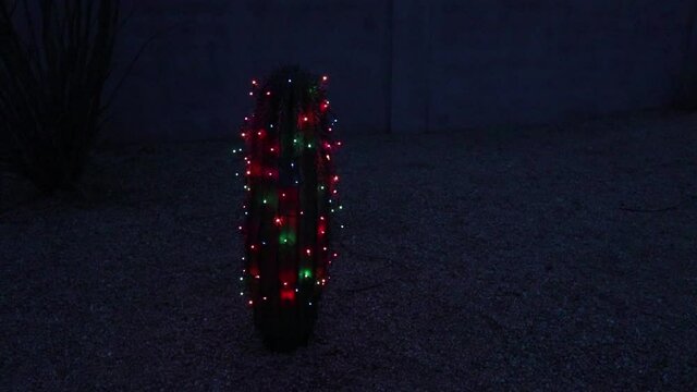 Christmas Lights on Barrel Cactus in Scottsdale Arizona