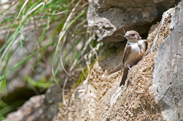 Eurasian crag martin (Ptyonoprogne rupestris), Liguria, Italy.